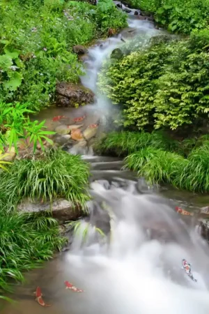 Acheter En Ligne Revêtement de sol paysage - Petite cascade dans la forêt