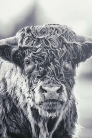 Acheter Direct Papier peint panoramique - Highland cattle sous la lumière argentée - Highland cattle sous la lumière argentée