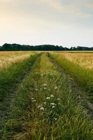 Prix Choc Papier Peint Panoramique Piste à Wheatfield