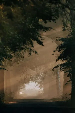 Prix Choc Papier Peint Panoramique Lumière dorée dans la forêt