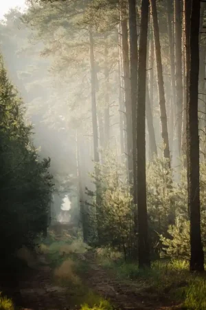 Achetez Aujourd’hui Papier Peint Panoramique Jeu de lumière dans la forêt de pins