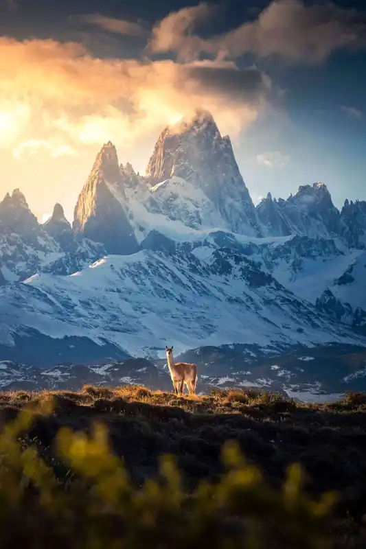 Achat Immédiat Papier Peint Panoramique Guanaco devant les sommets enneigés de la Patagonie.
