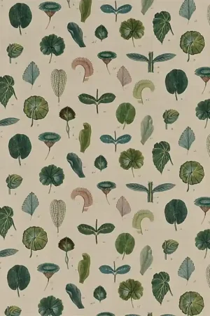 A Leaf Study Livraison Express