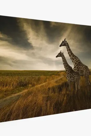 Vente Flash Tableau toile - Girafes