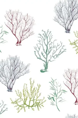 CORAL Commande En Gros
