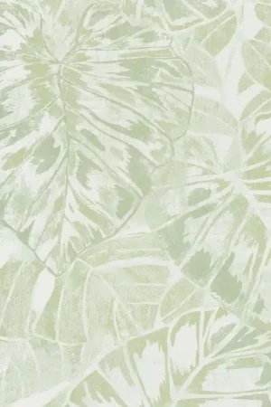 Acheter Direct Panama Feuilles