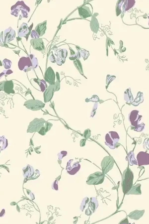 Acheter Direct Sweet Pea