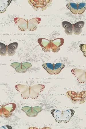 Satisfait Ou Remboursé BUTTERFLY STUDIES