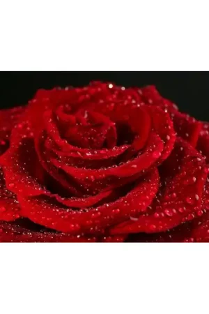 Achat Immédiat Papier peint photo romantique macrophotographie - La rose rouge
